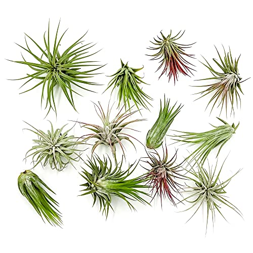 Air Plants Tillandsia Pack