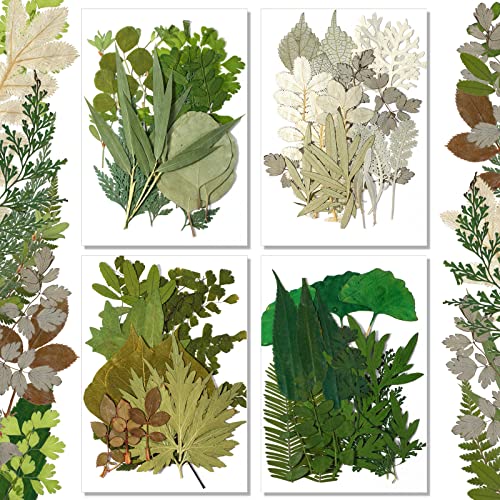 Assorted Decorative Leaves