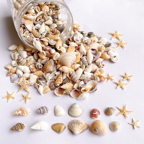 Selection of Ocean Shells for Artistry