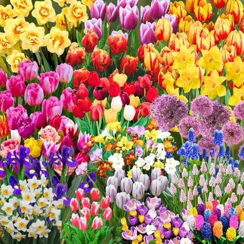 Assorted Seasonal Flower Bulbs