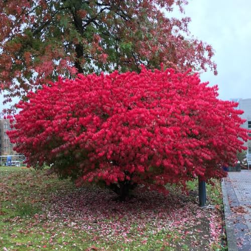 Assorted Shrub and Bush Starter Pack
