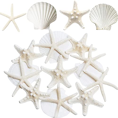 Beach Shell Table Decor
