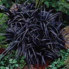 Black Mondo Grass Seeds