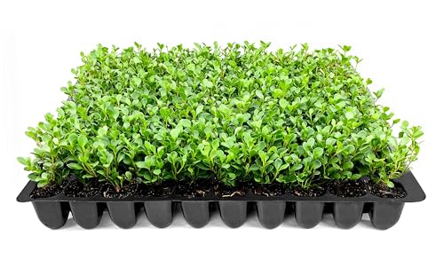 Boxwood Hedge Plants