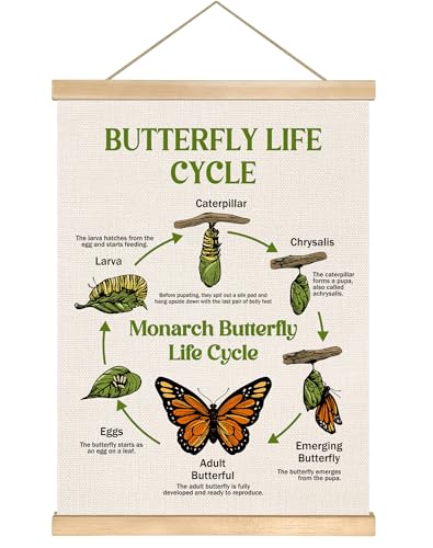 Metamorphosis Educational Chart
