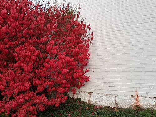 Colorful Euonymus Bush