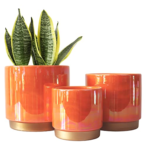 Pack of Vibrant Indoor Planters