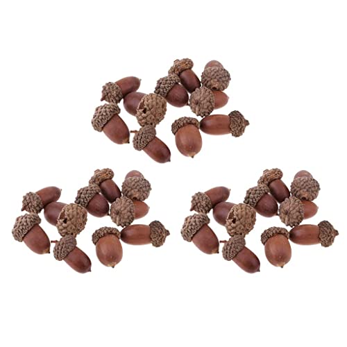 Natural Acorns for Crafting