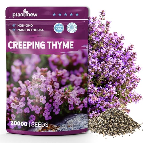 Creeping Thyme Ground Cover