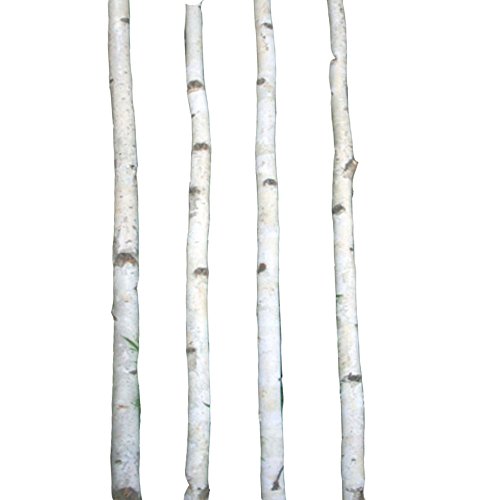 Decorative Birch Branches