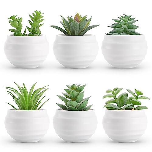 Ornamental Plant Containers
