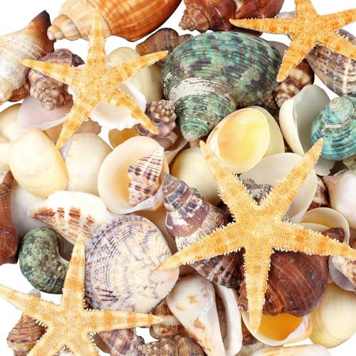 Ornamental Sea Shells