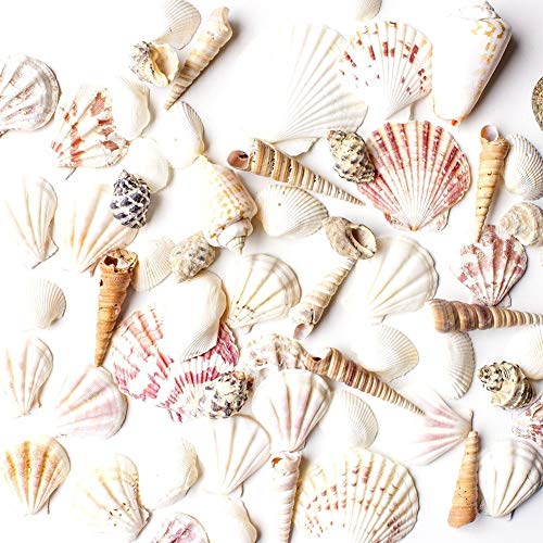 Decorative Seashells