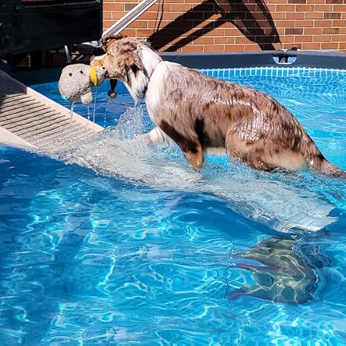 Dog Pool Incline