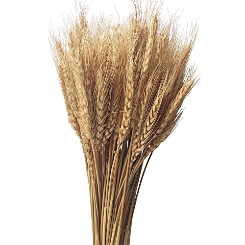 Dried Wheat Stalks Bundle
