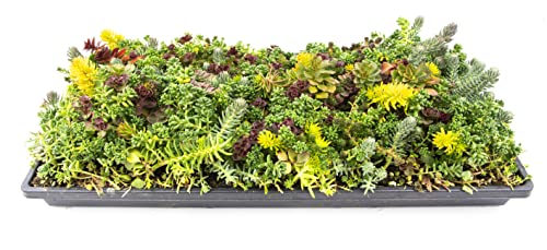 Hardy Rooftop Varieties