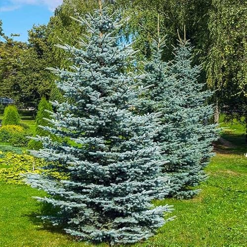 Dwarf Blue Spruce