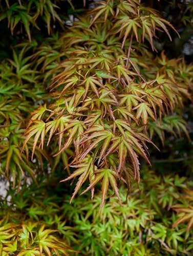 Dwarf Japanese Maple Tree
