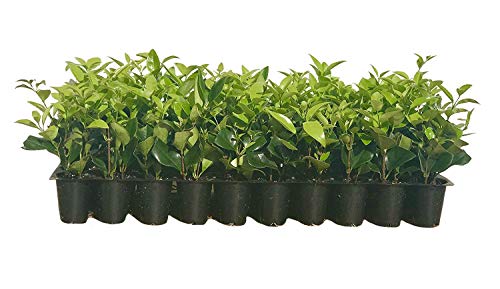 Fast-Growing Evergreen Barrier Plants