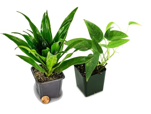 Exotic Tropical Plant Kit