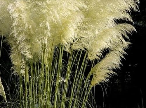 Feather Reed Grass Seeds
