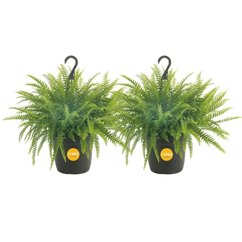 Frond Plant Assortment for Shaded Gardens