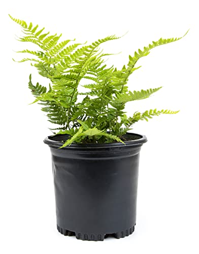 Fern Plants for Shade