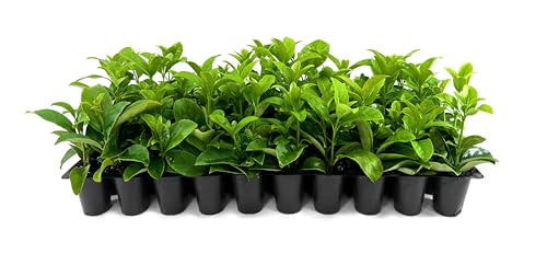 Colorful Flowering Hedge Plants