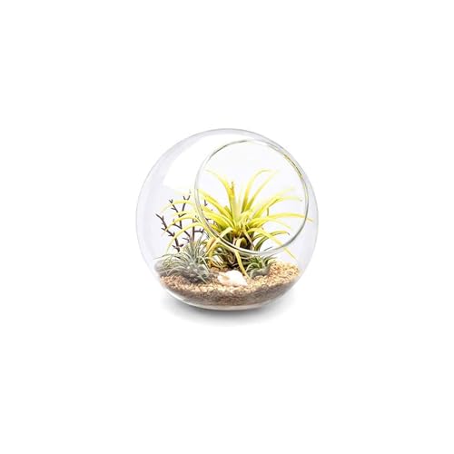 Glass Display Terrarium