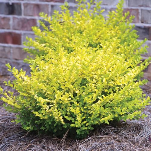 Golden Privet Shrubs