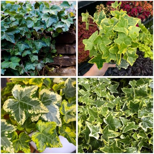 Green Ivy Climbing Vines Seeds