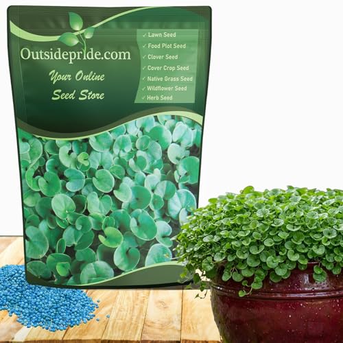 Easy-Care Ground Cover Seeds