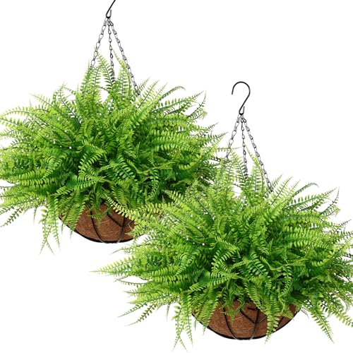 Hanging Fern Plant Basket