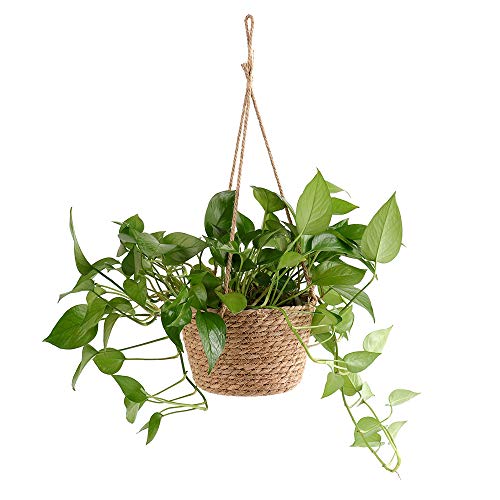 Hanging Plant Basket