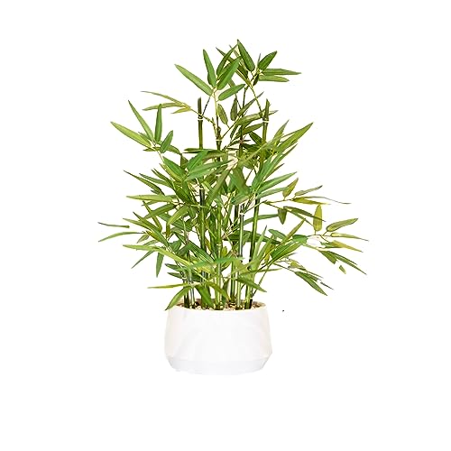 Bamboo Plant for Indoor Decor