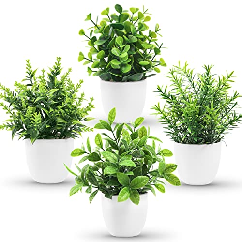 Decorative Indoor Potted Plants