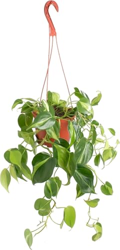 Indoor Suspended Plant