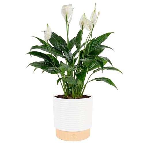 Indoor Peace Lily Plant