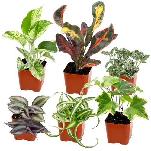 Indoor Plant Set