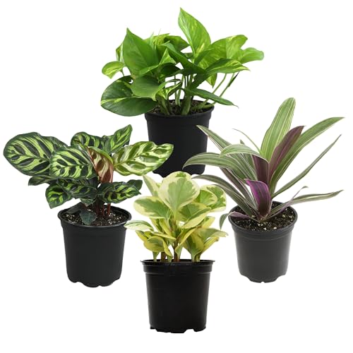 Assorted Indoor Greenery Collection