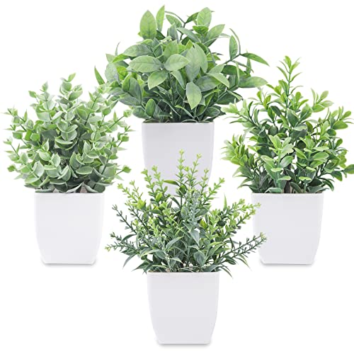 Indoor Potted Plants