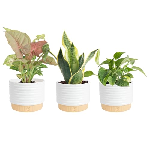 Indoor Potted Plants