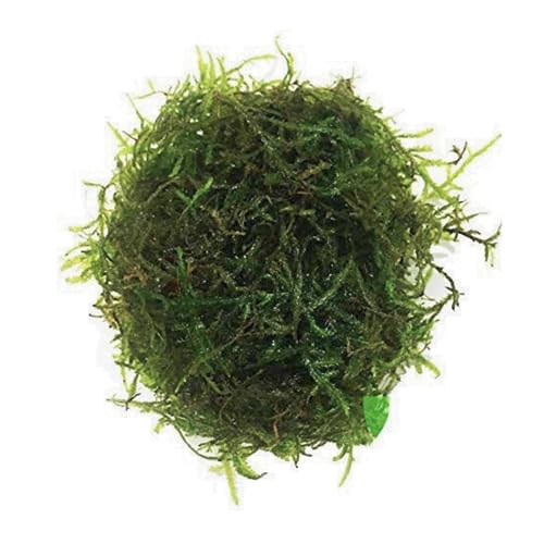 Java Moss