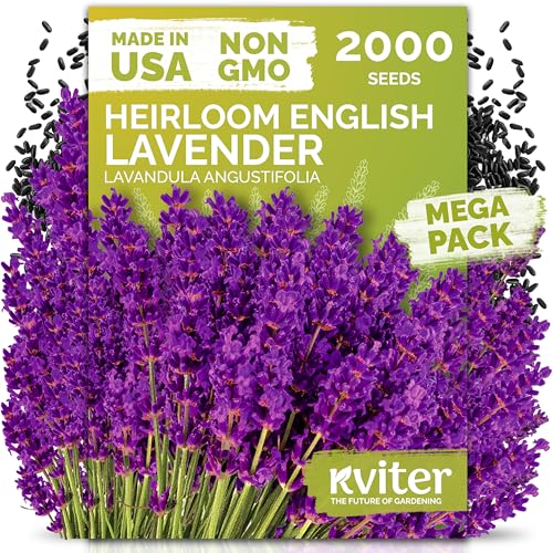 Lavender Plants