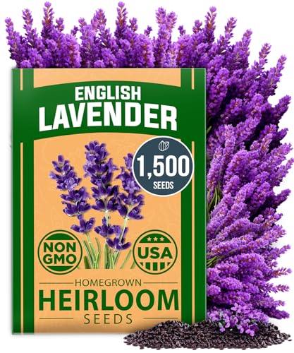 Lavender Seeds for Planting