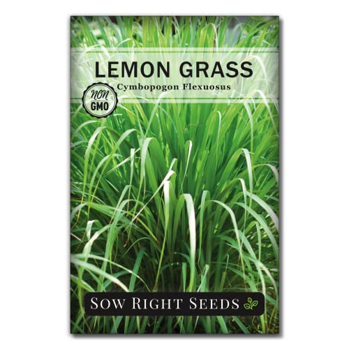 Lemongrass Plants for Planting