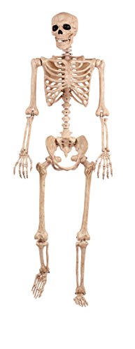 Life-Size Poseable Skeletons
