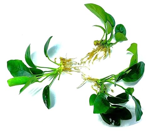 Live Anubias Plants