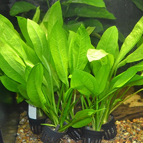Live Aquarium Plant Set