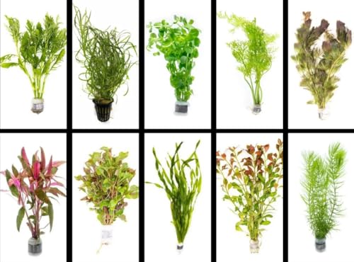 Live Aquarium Plants Set